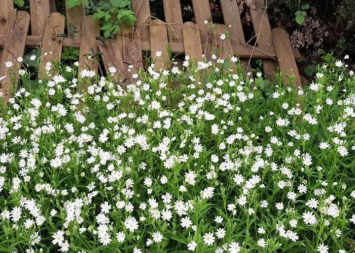 Camping Domaine Chantoiseau Saint-Pierre-des-Echaubrognes